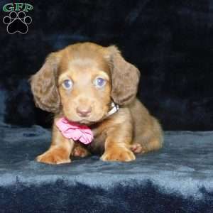 Alice- mini, Dachshund Puppy
